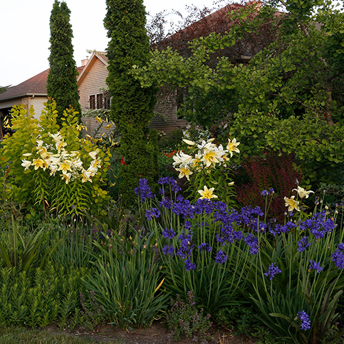 favorite midsummer plants