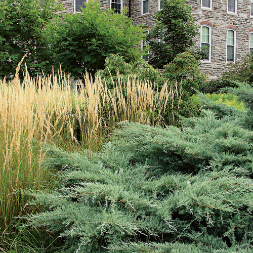 ‘Grey Owl’ eastern red cedar is a medium-size juniper