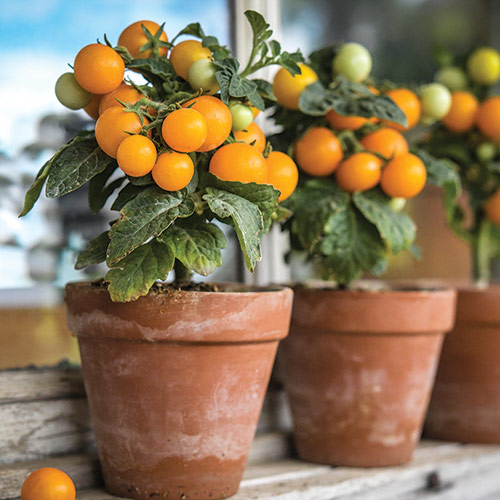 dwarf tomatoes