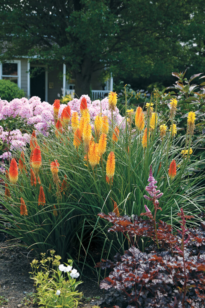 ‘Orange Blaze’ red hot poker