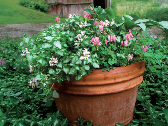 Using Perennials in Pots