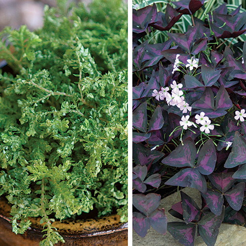 Container Plants for Spring