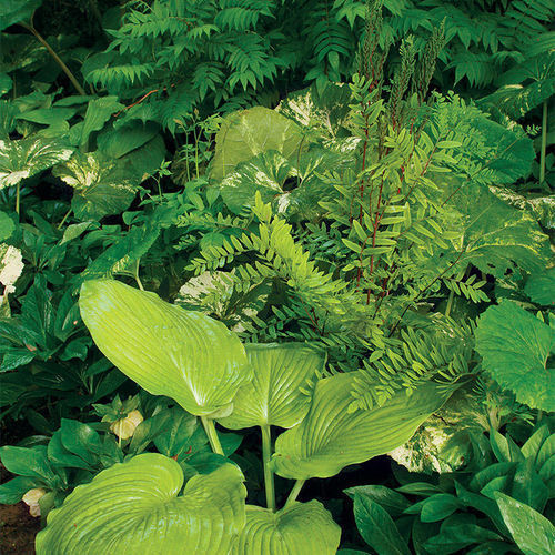 Ural false spirea, ‘Sum and Substance’ hosta, Hellebore, Variegated petasites and cinnamon fern help you design with green