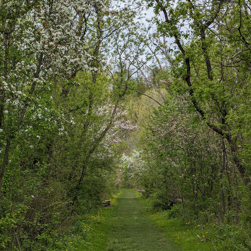 grass path through trees in spring