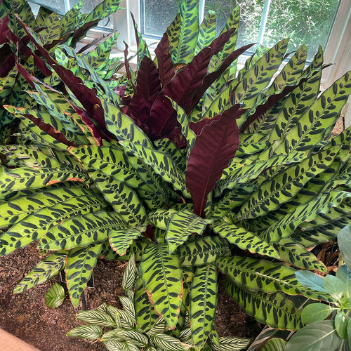 close up of rattlesnake calathea