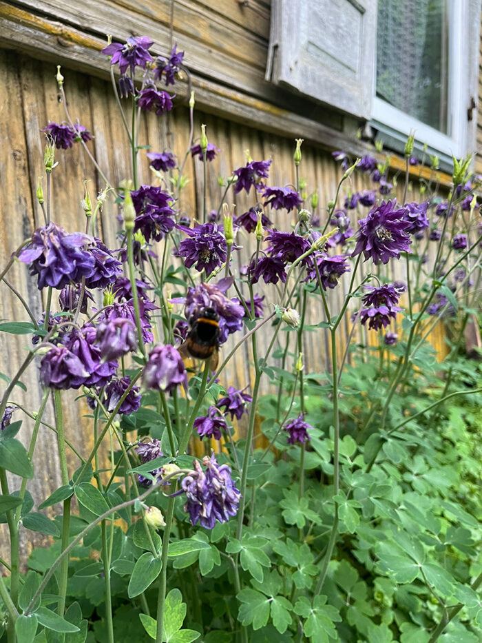 Columbine Blue Barlow