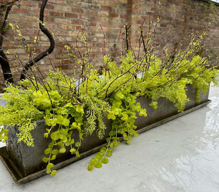 long plant centerpiece pot with chartreuse foliage