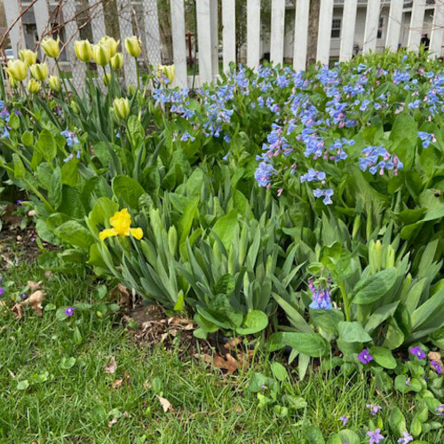 yellow tulips next to Virginia bluebells