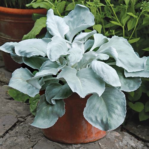 Angel Wings sea cabbage