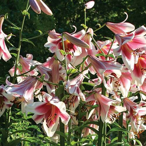 orienpet lilies