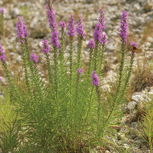 Texas Liatris