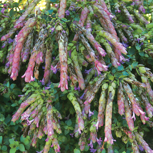 ‘Bristol Cross’ oregano