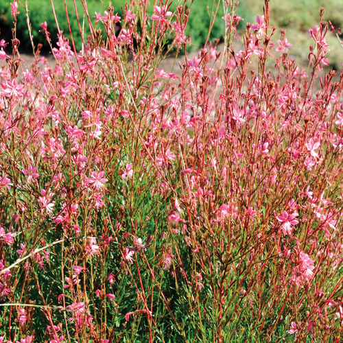 Gaura lindheimeri Pink Cloud