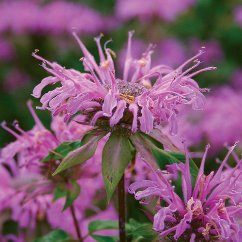 Claire Grace Wild Bee Balm