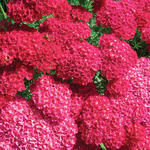 Pomegranate Yarrow