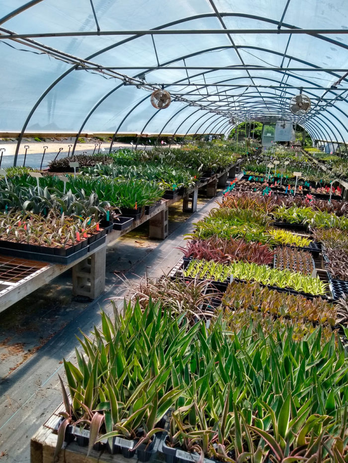 Plant Delights Nursery North Carolina