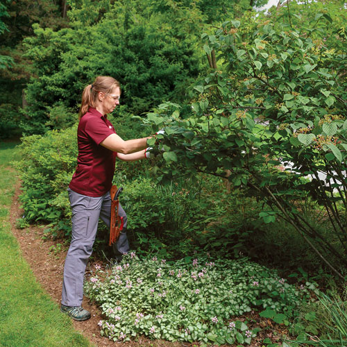 A strong, open structure is one of the goals to aim for when pruning a multistemmed shrub like this viburnum. Judicious cuts allow light to penetrate the canopy and reach the inside of the plant.