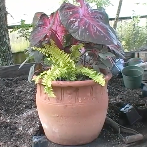 picking the perfect planter pot