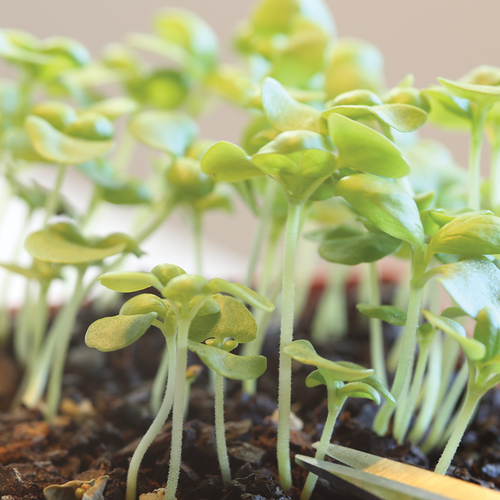 growing herbs inside