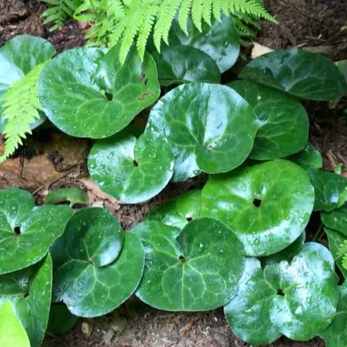 ground cover