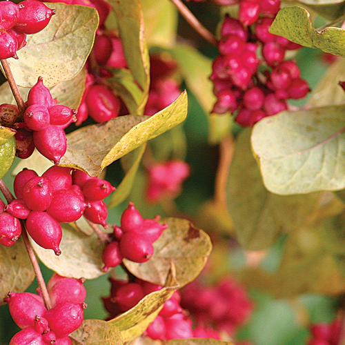 CORALBERRY