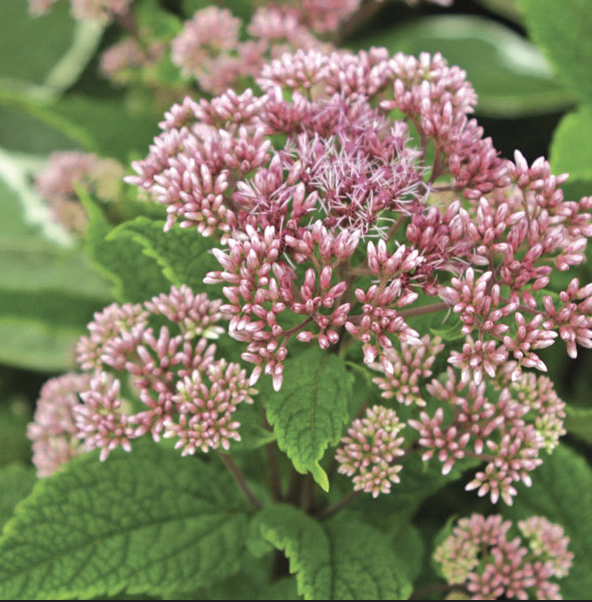 ‘Little Joe’ Joe Pye weed